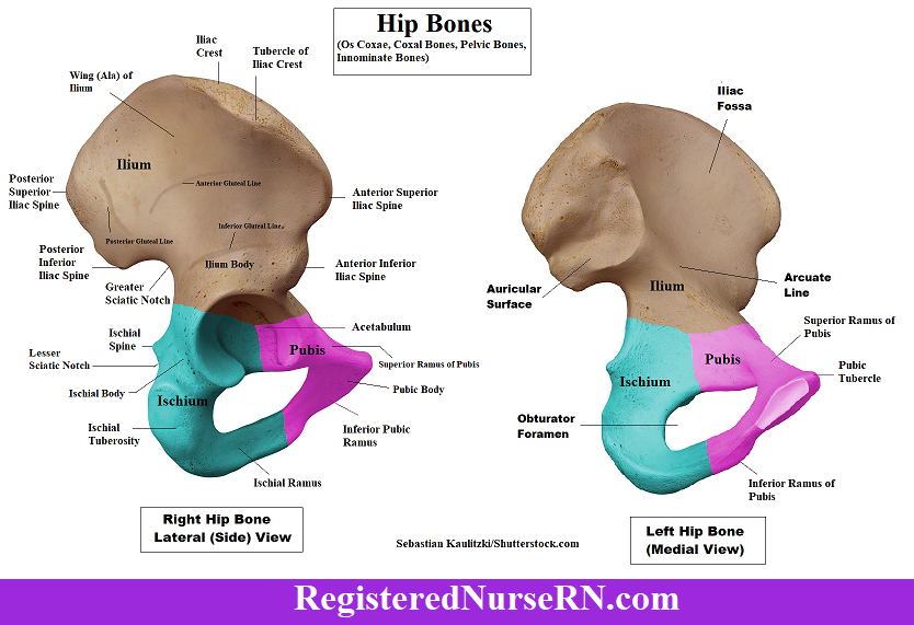 <p>hip bone</p>
