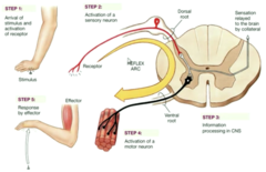 <p>Muscles and glands which respond to impulses from the nervous system.</p>