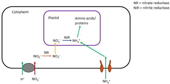 <p>Briefly explain the uptake and assimilation of nitrate.<br><br><br>THEN <strong><em><u>Briefly explain the uptake and assimilation of ammonium</u></em></strong></p>