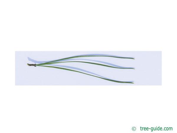 <p>Pitch Pine</p>