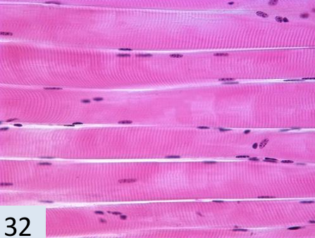 <p>what tissue is this?</p>