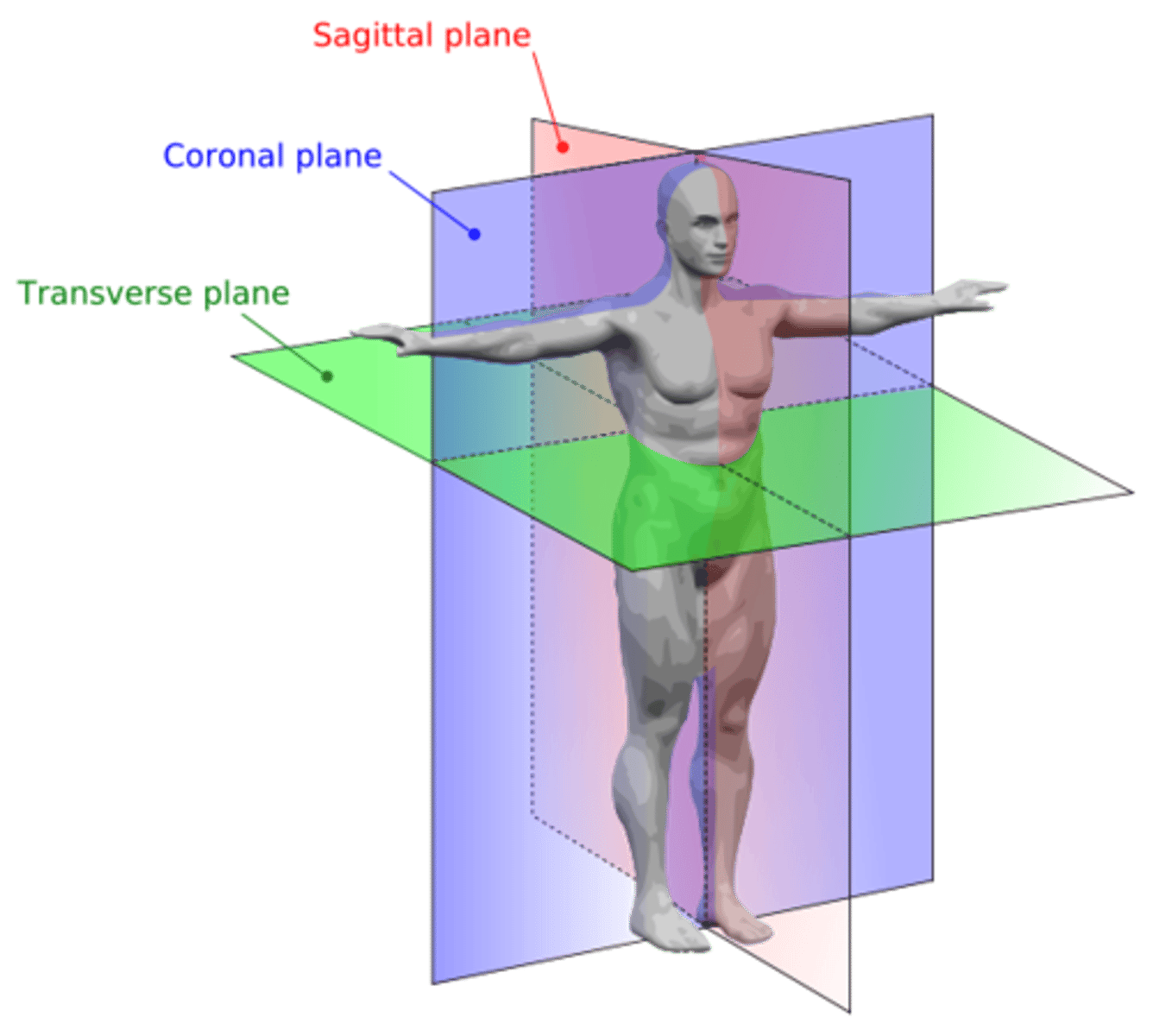 <p>Planes dividing the body to describe locations: sagittal, coronal, and transverse.</p>