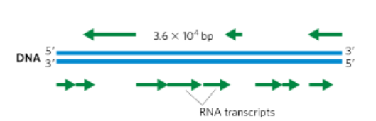 <p>what does it mean when the coding strand can<strong> be in  either DNA strand?</strong></p>