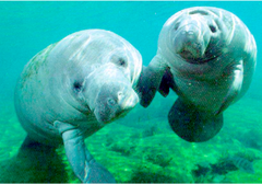 <p>Manatee and dugdong</p>