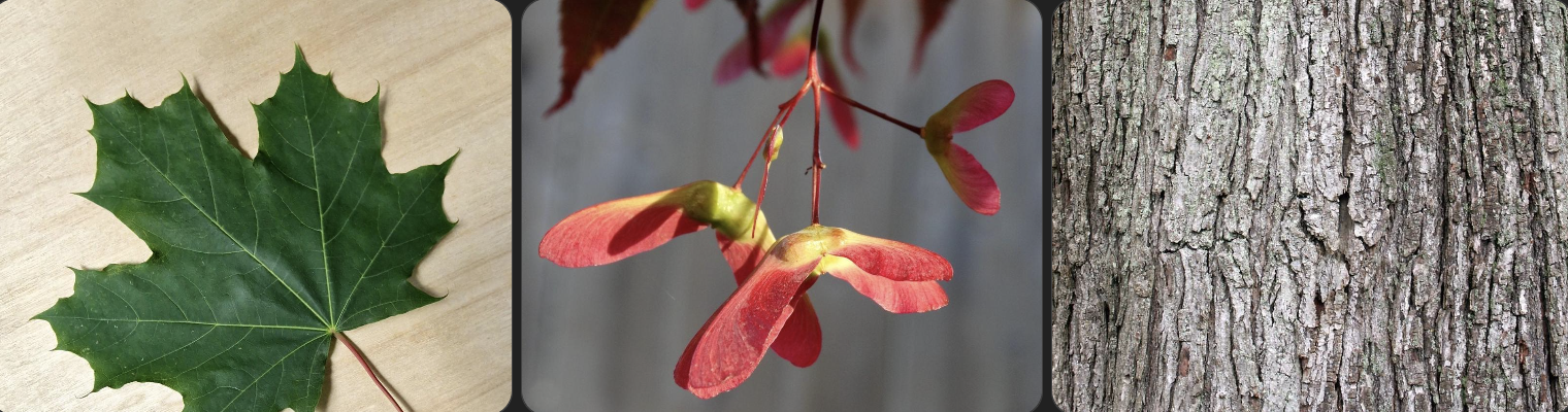 <p>Identify this tree</p>