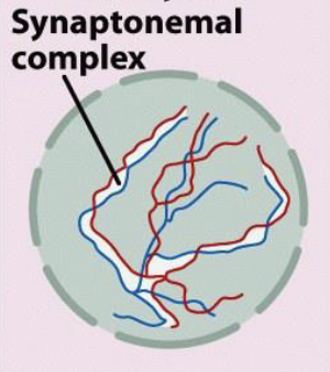 <ul><li><p>“thick thread”</p></li><li><p>condensation continues</p></li><li><p><strong>recombination = equal exchange of chromosomal material between two homologous </strong></p><ul><li><p>linear structure is appearing to be thicker as the chromosomes condense more and more DNA condenses more </p></li></ul></li><li><p>has the synaptonemal complex</p><ul><li><p>where recombination is going to happen </p></li></ul></li></ul><p></p>