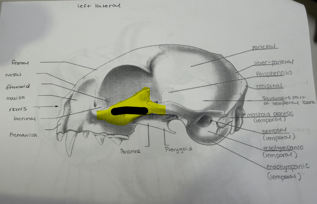 term image