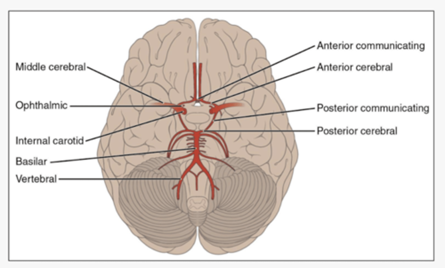 <ul>
<li>Balances blood pressure between the hemispheres  </li>
<li>Provides alternate routes for blood flow if one artery is blocked.</li>
</ul>