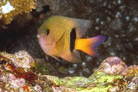 <p>Plectroglyphidodon dickii</p>