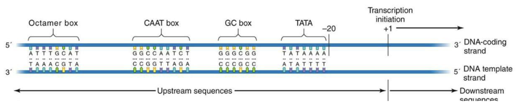 <ul><li><p><u>Eukaryal promoters</u> have several different elements that are bound be several different transcription factors (TATA binding protein for eg.) to direct transcription initiation.</p></li></ul><p></p>