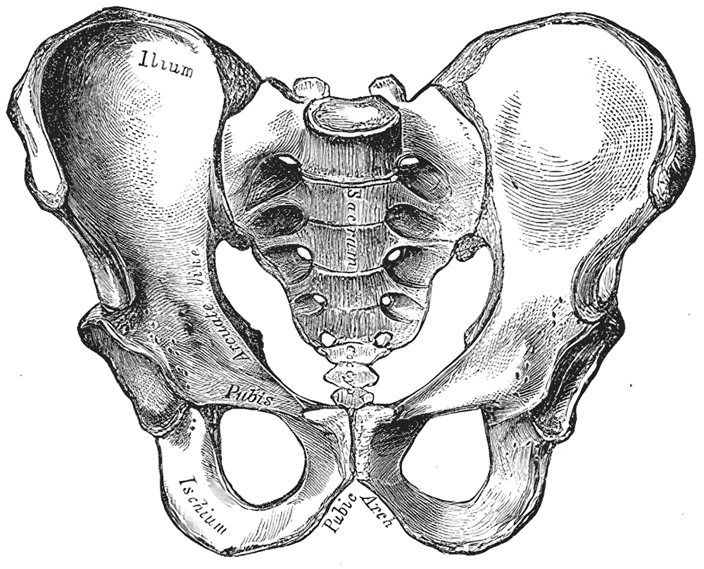 <p>Both coxal bones plus sacrum and coccyx</p>