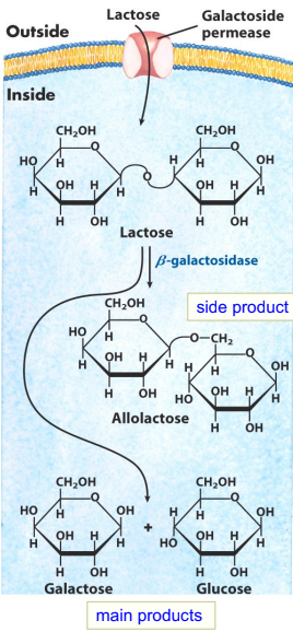 <ul><li><p><strong><em>E. coli</em></strong> prefers <strong>glucose</strong> as its carbon/energy source</p></li><li><p>If lactose is available, <em>E. coli</em> can use it — but must <strong>hydrolyze it into glucose + galactose</strong> using the enzyme <strong>β-galactosidase</strong></p></li><li><p>β-galactosidase is normally produced at <strong>very low levels</strong> (only induced when needed)</p></li><li><p><strong>Lactose transport into the cell:</strong> via <strong>galactoside permease</strong> (membrane transporter)</p></li><li><p><strong>β-galactosidase reaction:</strong></p><ul><li><p><strong>Main products:</strong> galactose + glucose</p></li><li><p><strong>Side product:</strong> <strong>allolactose</strong> (an isomer of lactose)</p></li></ul></li><li><p><strong>Allolactose is the inducer of the <em>lac</em> operon</strong> — its presence signals that lactose is available, triggering expression of the operon's genes</p></li></ul><p></p>