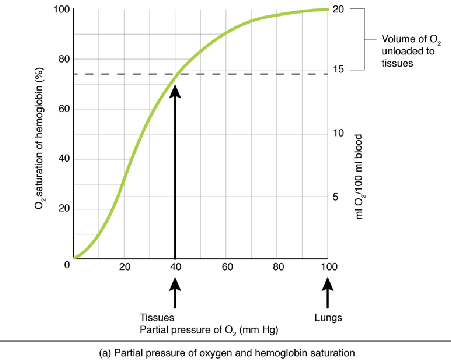 <p>what % saturation of oxygen is in our lungs</p>