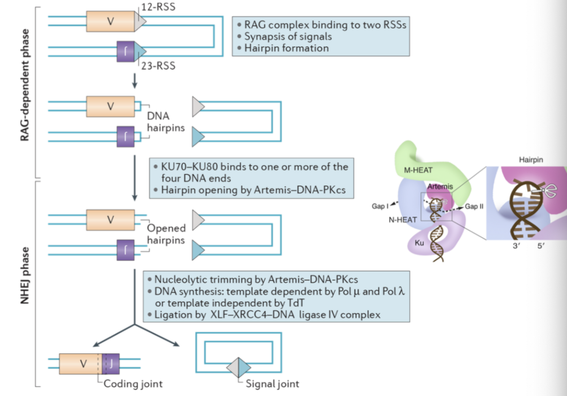 <p>Defective NHEJ (due to mutations in DNA-PKcs, Artemis, Lig4, XLF and XRCC4) fail to repair DSBs induced by IR.</p><p>Immune cells require DSB repair in maturation (VDJ recombination), RAG1/2 induced breaks cannot be repaired - Ag receptors are not diverse - RS-SCID</p><p></p>