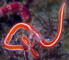 <p>phylum nemertea</p>