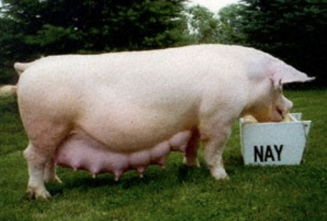 <ul><li><p>origin: york, england</p></li><li><p>white with erect ears</p></li><li><p>very prolific</p></li><li><p>large in size</p></li></ul><p></p>