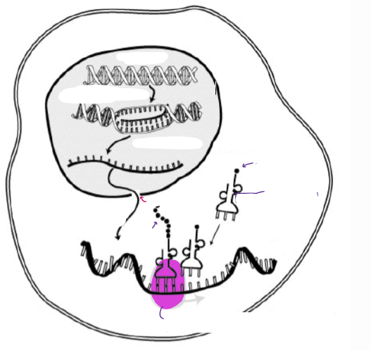 <p>(GENE EXPRESSION) <u>“GENE EXPRESSION”</u></p><ul><li><p><u>IN EUKARYOTES, THE TWO PROCESSES ARE SEPARATED.</u> Label the diagram.</p></li></ul><p></p>