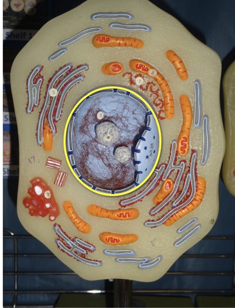 <p>Name the organelle</p>