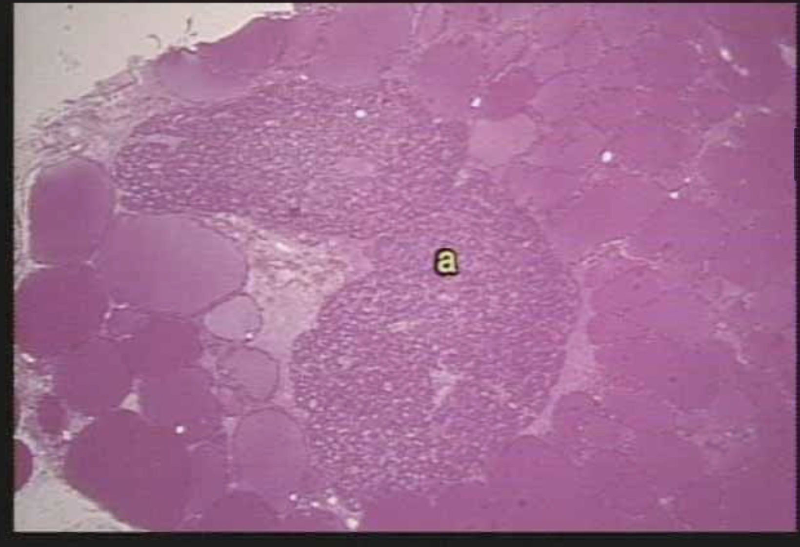 <p><span>principal cells</span></p>