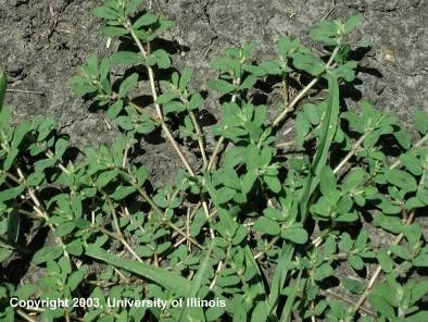 <p>Identify the weed</p>