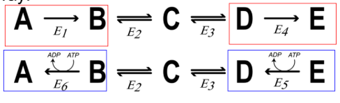 <ul><li><p> Opposing pathways catalyze the “reverse” of another pathway</p></li><li><p> The irreversible reactions must be replaced or bypassed.</p></li><li><p> Reciprocal Regulation - Pathways are regulated to ensure that both do not operate at same rate simultaneously.</p><ul><li><p> Example: E6 and E1 will not operate at the same rate simultaneously, nor will E4 and E5.</p></li></ul></li></ul><p></p>