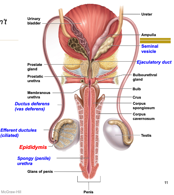 <p>Sperm pathway through the duct system</p>