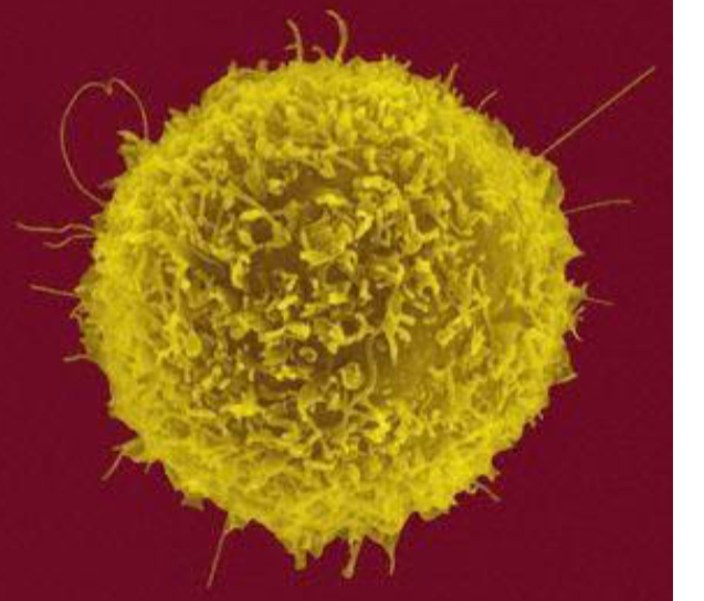 <p>T lymphocytes provide cell mediated immunity</p>