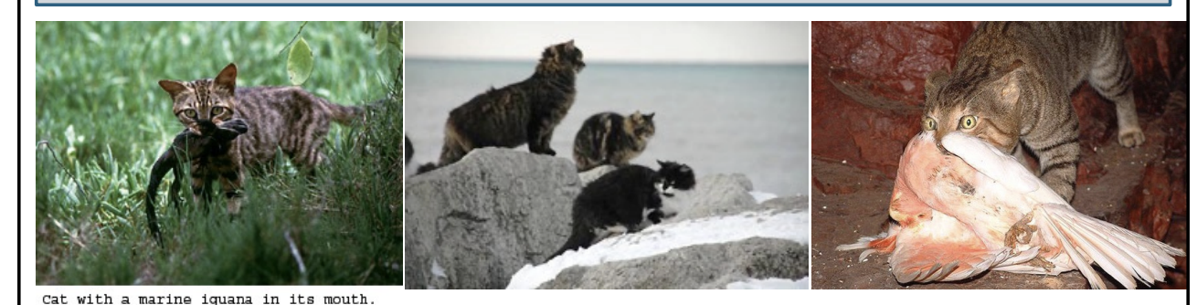 <ul><li><p>indirect effects and be unpredictable</p></li><li><p><span style="background-color: inherit; line-height: 19.55px; color: windowtext;">Cats Good hunters</span><span style="line-height: 19.55px; color: windowtext;">&nbsp;→ kills birds and reptiles</span></p></li><li><p>Efforts to eradicate them from islands often lead to INCREASES in native wildlife losses → WHY?</p><ul><li><p class="Paragraph SCXO34614513 BCX0" style="text-align: left;"><span style="background-color: inherit; line-height: 19.55px; color: windowtext;">Remove cats from islands -> can lead to further loss of life</span><span style="line-height: 19.55px; color: windowtext;">&nbsp;</span></p><ul><li><p class="Paragraph SCXO34614513 BCX0" style="text-align: left;"><span style="background-color: inherit; line-height: 19.55px; color: windowtext;">Controls rats that is another invasive species -> remove cats -> remove control of rats that kept under carrying capacity</span><span style="line-height: 19.55px; color: windowtext;">&nbsp;</span></p></li></ul></li></ul></li><li><p class="Paragraph SCXO34614513 BCX0" style="text-align: left;">feral cats control invasive rats pop</p></li><li><p class="Paragraph SCXO34614513 BCX0" style="text-align: left;">remove cats → rats experience <strong>ecological release</strong> and grow exp → more native species killed by rats because they compete with them for food</p><ul><li><p class="Paragraph SCXO34614513 BCX0" style="text-align: left;">cats direclty kill native species, but indirectly facilitate them by controlling rat population</p></li></ul></li></ul><p></p>