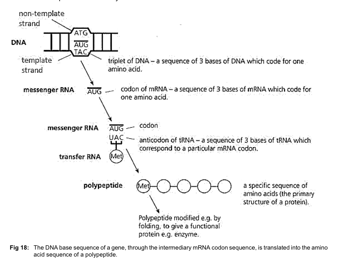 <ul><li><p>proteins are linear polymers of amino acids</p></li><li><p>sequence of bases along the DNA strand determines the sequence of amino acids in polypeptides</p></li><li><p><strong>DNA base sequence</strong> of a gene, through the intermediary<strong> mRNA codon sequence</strong>, is translated into the <strong>amino acid sequence</strong> of a <strong>polypeptide</strong> by <strong>genetic code</strong></p></li></ul><p></p>