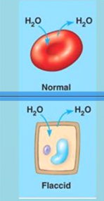 <ul><li><p>Equal concentration in and out the cell caused no net movement, change in cell size nor shape</p></li></ul><p><strong>Movement</strong>: Balanced; water still moves</p><p><strong>Animal cells</strong>: Normal (Healthy)</p><p><strong>Plant cells</strong>: Flaccid (Limp)</p><p></p>
