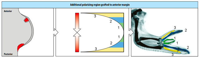 <p>complete mirror image of zeugopod and autopod ie ulna and digits</p>