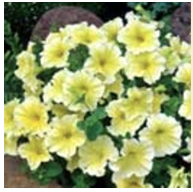 <p>created by crossing two inbred lines or strains to produce a seedling line with consistent characteristics (ex. petunia, marigold, impatiens, pic - <em>Petunia grandiflora</em> Limoncello) </p>