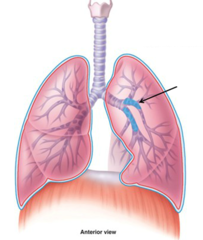 <p>main passageway attached to the lungs</p>