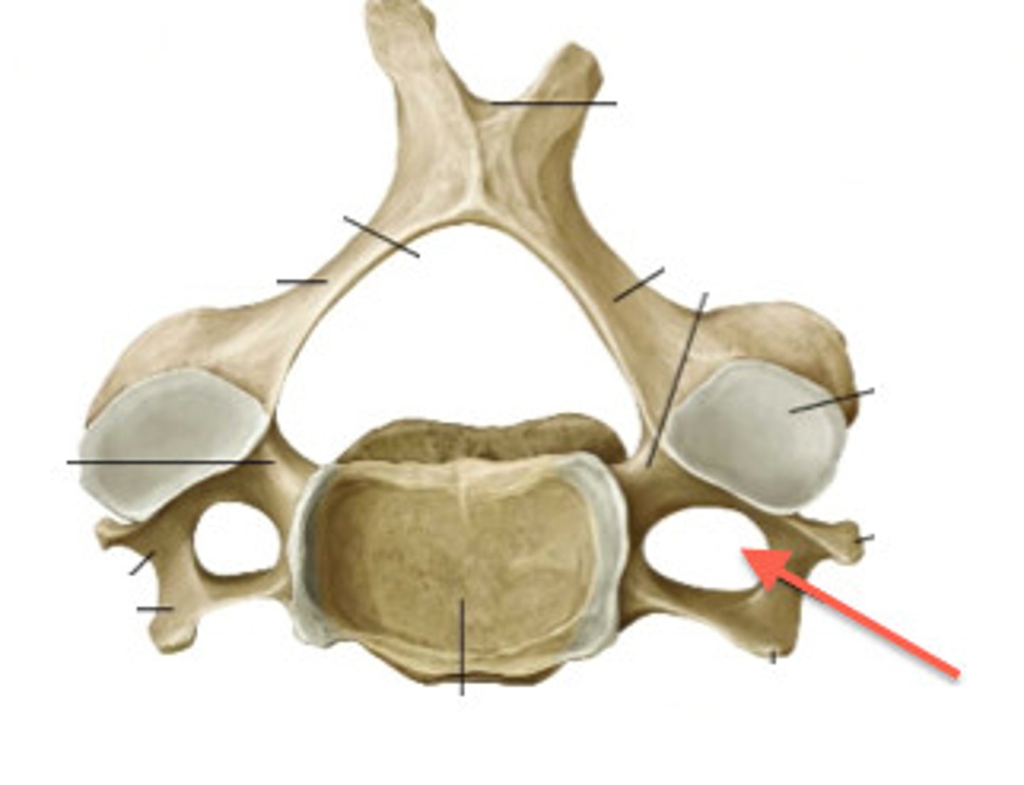 <p>only found in the cervical region of the spine</p>