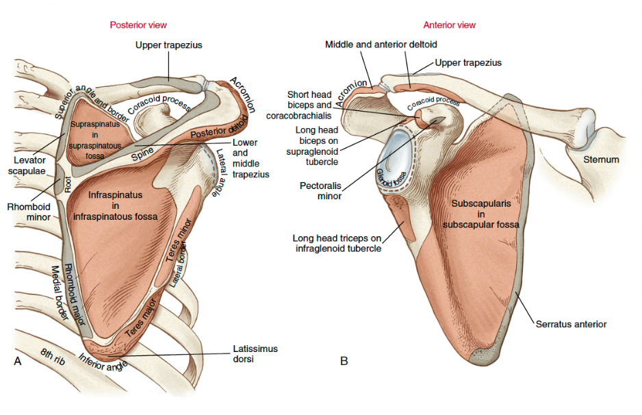 <p>clavicle articulation with sternum</p><p>(really highlights how important the muscles stabilizing the scapula on thorax are since these support all of the upper extremities) </p>