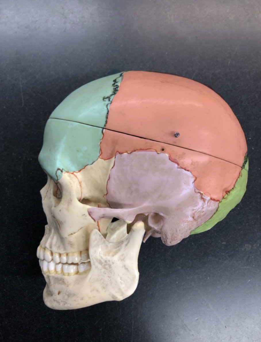 <p>what is the name of the <span style="color: red;"><strong>RED</strong></span> bone/region?</p>