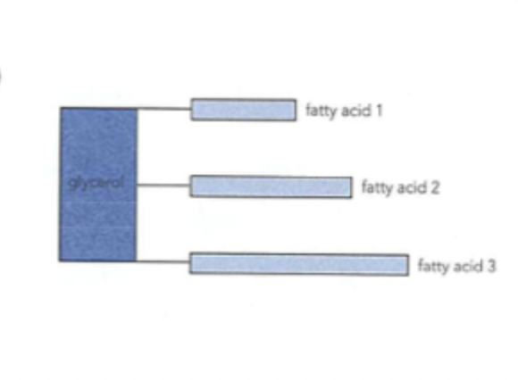 <p>Fatty acids and glycerol </p>