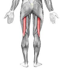 <p>Extends the thigh and flexes the leg</p>