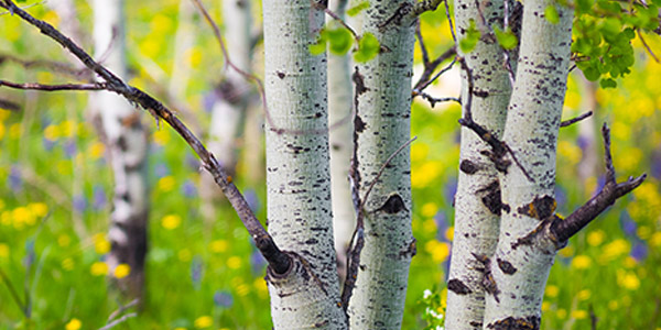 <p>white bark with natural dark horizontal scars (bark can photosynthesize!)</p>