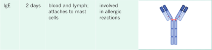 <p><span>Antibodies produced by plasma cells (more produced in individuals who suffer from allergic reactions).</span> <span>Travel in the bloodstream.</span> <span>Meet mast cells and binds to receptors on mast cells, ready to trigger the allergic response upon second exposure. </span></p>