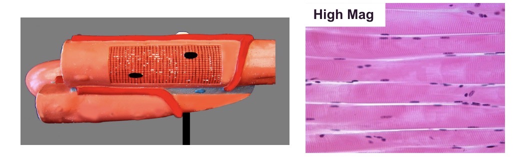 <p>A type of muscle characterized by striations and multiple nuclei.</p>