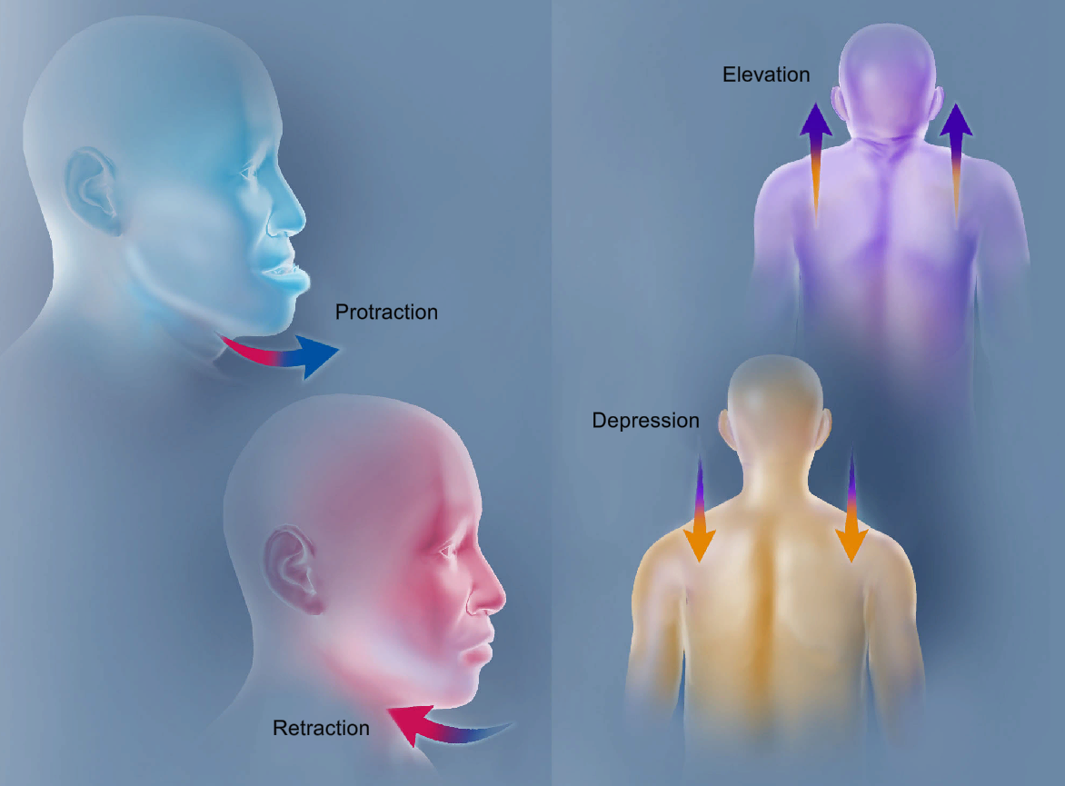 <p>protraction</p>