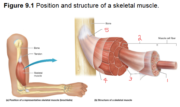 <p>1 -<span style="background-color: transparent;">&nbsp;this is the thin layer of ECM that surrounds skeletal muscle fibers</span></p>