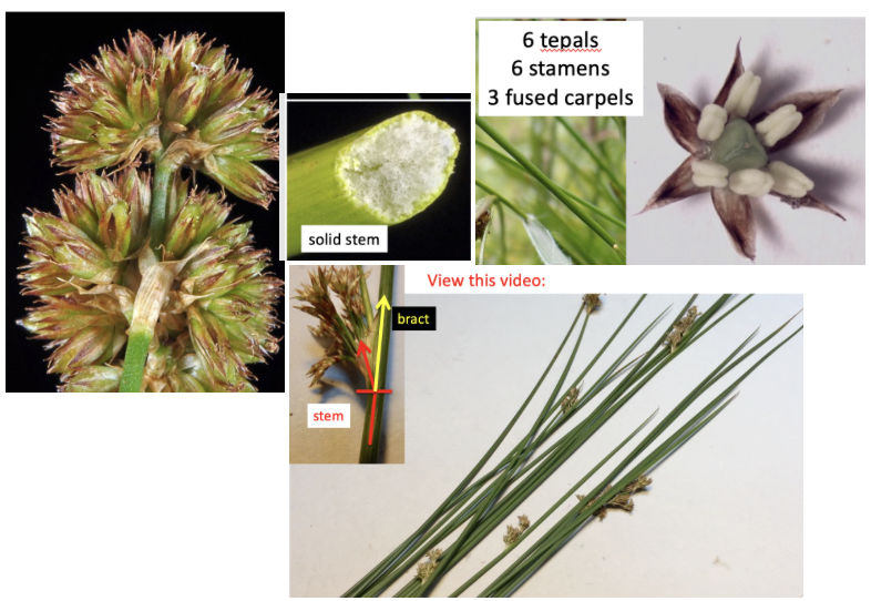<p>Juncaceae</p>