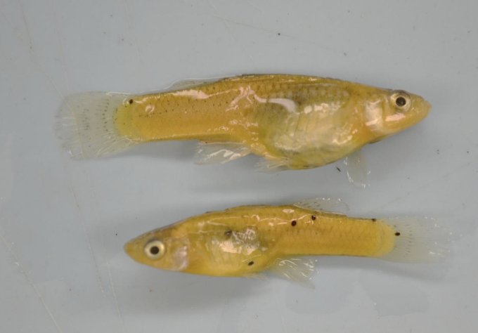 <p>Mosquitofish</p><div data-type="horizontalRule"><hr></div><p><em>Gambusia affinis</em></p>