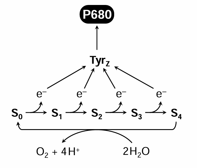 <p>Kok cycle: stepwise release of four electrons and four protons to make one O2 molecule; electrons transferred to PSII reaction centre</p>