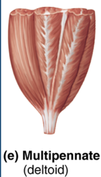 <p>multipennate fascicle </p>