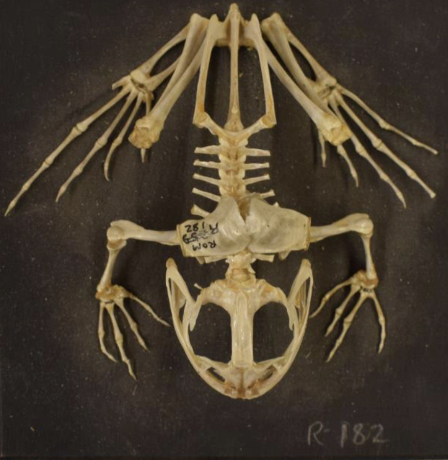 <p>bicuspid pedicellate teeth</p>