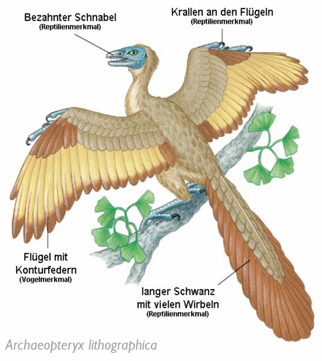 <ul><li><p><span>Monophyletisch</span></p></li><li><p><span>Archaeopteryx aus Übergangsform zwischen Tetrapoda und Vögeln (dickwandige Knochen, S-förmiger Hals, Klauen an Fingern der Flügel, Bezahnung, Schwanz mit vielen Wirbeln)</span></p></li><li><p><span>Ulna (Elle) länger als Humerus (Oberarmknochen)</span></p></li><li><p><span>Echter Hornschnabel und Reduktion der Zähne</span></p></li><li><p><span>Hoch entwickelte Augen</span></p></li><li><p><span>Rückbildung linker Aortenbogen</span></p></li></ul><p></p>
