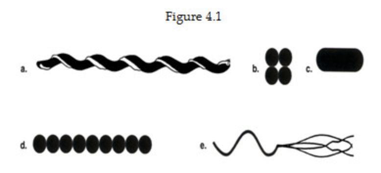 <p><span>Which drawing in Figure 4.1 is streptococci?</span><br><span>a</span><br><br><span>b</span><br><br><span>c</span><br><br><span>d</span><br><br><span>e</span></p>